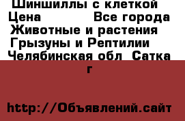 Шиншиллы с клеткой › Цена ­ 8 000 - Все города Животные и растения » Грызуны и Рептилии   . Челябинская обл.,Сатка г.